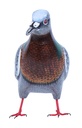 PIGEON Gris, Brun, Vert [Oiseaux en bois]