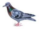 PIGEON Gris, Brun, Vert [Oiseaux en bois]