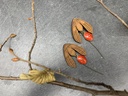 BO Papier & Bois Rouge [Boucles d'Oreilles]