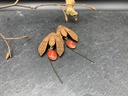 BO Papier & Bois Rouge [Boucles d'Oreilles]