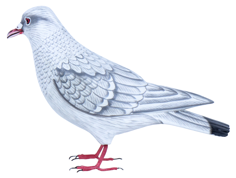 Colombe - Blanc & Gris - 18 x 27 x 10 cm