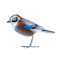 Oiseau - Geai - 10 x 11,5 x 4 cm