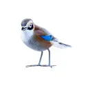 Oiseau - Geai - 10 x 11,5 x 4 cm