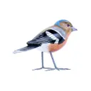 Oiseau - Pinson - 10 x 11,5 x 4 cm