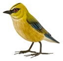LITTLE BIRD Verdier Bois [Oiseaux en bois]