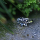 Bague Argent 925 [1065]