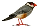 LITTLE BIRD Bec Rouge Bois [Oiseaux en bois]