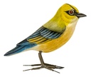 LITTLE BIRD Verdier Bois [Oiseaux en bois]