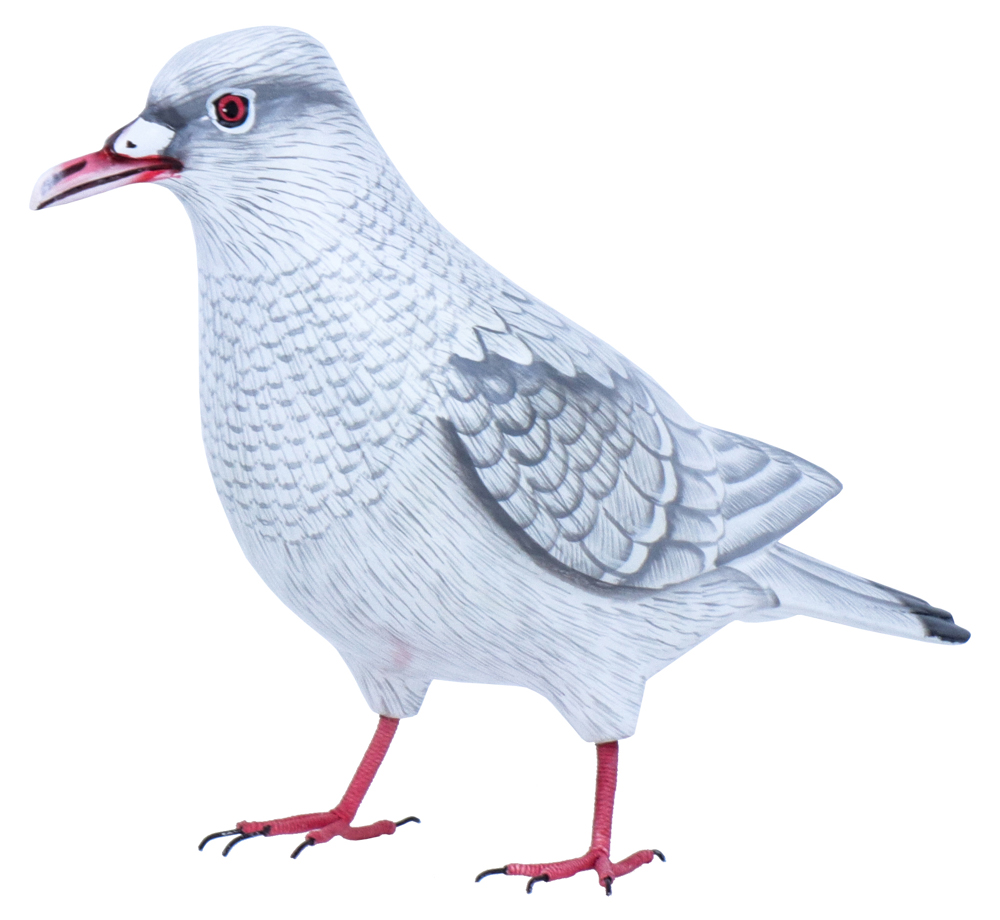 [BIGP-COLOMBEW18] COLOMBE Blanc, Gris [Oiseaux en bois]